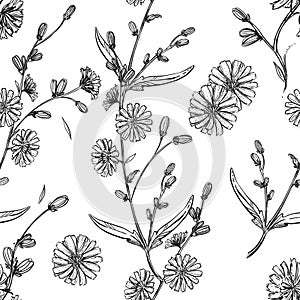 Detailed hand drawn black and white illustration seamless pattern of chicory flower, leaf. sketch. Vector. Elements in