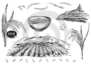 Detailed hand drawn black and white illustration set of rice grain, plant, field. sketch. Vector. Elements in graphic