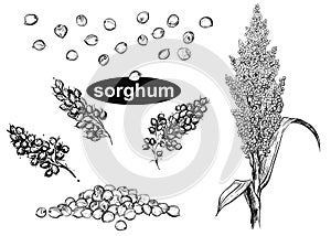 Detailed hand drawn black and white illustration set of sorghum branch, leaf, flower. sketch. Vector.