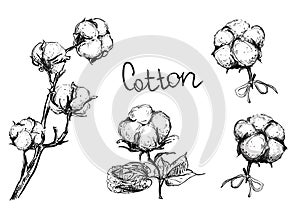 Detailed hand drawn ink black and white illustration set of cotton plant and flowers. sketch. Vector eps 8