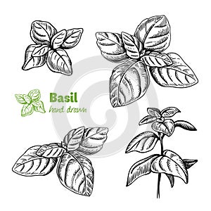 Basil plant and leaves vector hand drawn illustration