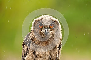 A detailed head of a six week old owl chick eagle owl. Orange eyes stare into the camera