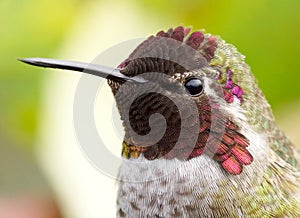 Detailed Headshot of an Annas Hummingbird Feathers