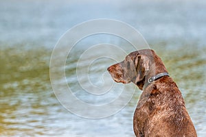 Detailed headshot of a German Short haired Pointer, GSP dog sitting on the beach of a lake during a summer day. He