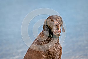 Detailed headshot of a German Short haired Pointer, GSP dog sitting on the beach of a lake during a summer day. He looks