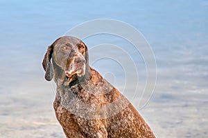Detailed headshot of a German Shorthaired Pointer, GSP dog sitting on the beach of a lake during a summer day. He looks back,