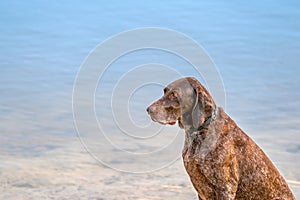 Detailed headshot of a German Shorthaired Pointer, GSP dog sitting on the beach of a lake during a summer day. He stares