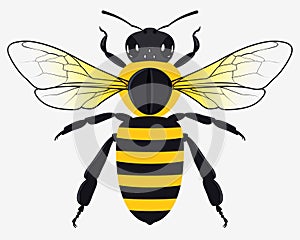 Detailed Honey Bee Vector Illustration