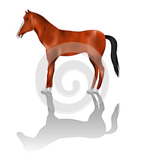 Detailed Horse illustration