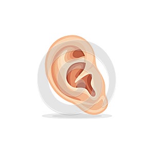 Detailed Human Ear Anatomy. Vector illustration design