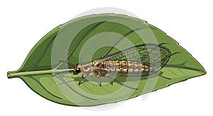 Emerging Cicada on Leaf