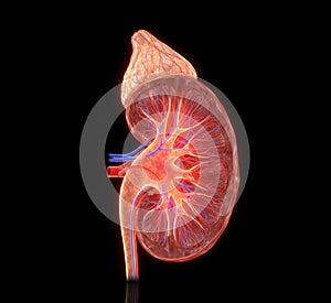 The Kidney in Cross-Section: Vascular Structure and Function
