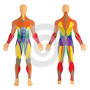 Detailed illustration of human muscles. Exercise and muscle guide. Gym training. Front and rear view.