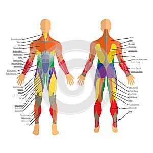 Detailed illustration of human muscles. Exercise and muscle guide. Gym training. Front and rear view.