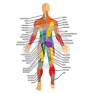 Detailed illustration of human muscles. Exercise and muscle guide. Gym training. Front and rear view.