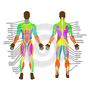 Detailed illustration of human muscles. Exercise and muscle guide. Gym training. Front and rear view.