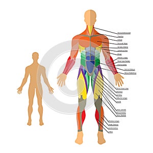 Detailed illustration of human muscles. Exercise and muscle guide. Gym training. photo