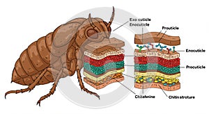 Detailed illustration of an insect's exoskeleton structure. On the left, a brown insect in