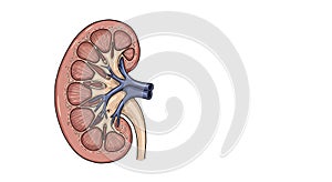 AI-Generated Kidney Anatomy photo
