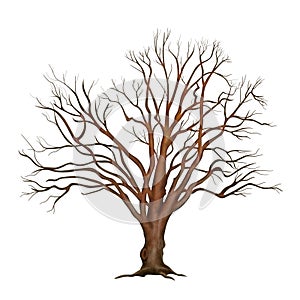 Detailed leafless tree