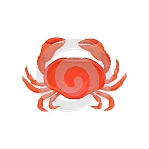 Detailed illustration of red crab. Marine creature with big claws. Sea animal. Decorative vector element for poster