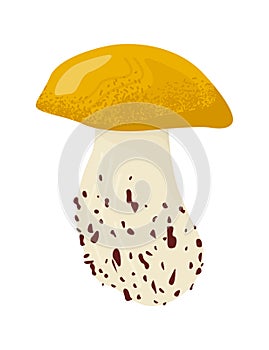 Detailed illustration of single porcini mushroom, realistic edible fungi, nature. Mycology, gourmet cooking ingredient