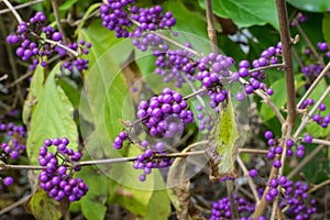 Purple berries of American beautyberry or Callicarpa americana photo