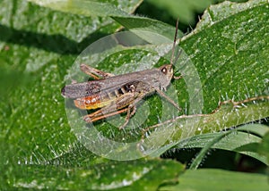 Common Field Grasshopper - Chorthippus brunneus, basking. photo