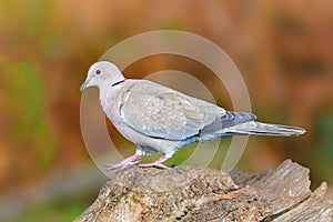 Eurasian Collared Dove - Streptopelia decaocto walking on a log.