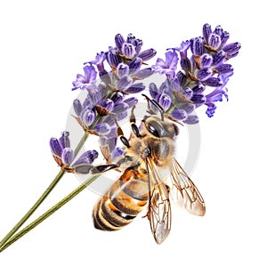 Detailed image of a honeybee on lavender, showcasing fine hairs and pollen, with a clean backdrop