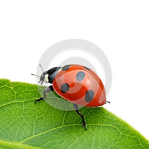 A detailed image of a ladybug (*Coccinellidae*) with a vibrant red, dome-shaped shell photo