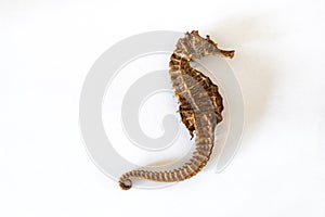 Detailed image of a lined seahorse