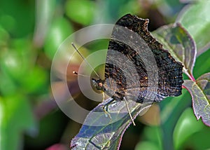 European Peacock Butterfly - Inachis io resting with wings closed.