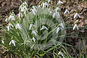 Detailed Image of a Small Cluster of Early Spring Snowdrops Galanthus nivalis in February Sunshine, Great Torrington, Devon, Eng