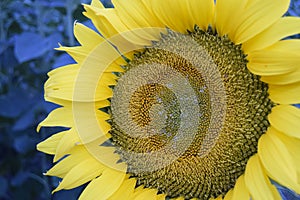 Detailed image sunflower close up, sunflower pollen, vertical image of the center annual sunflower, beautiful sunflower in close