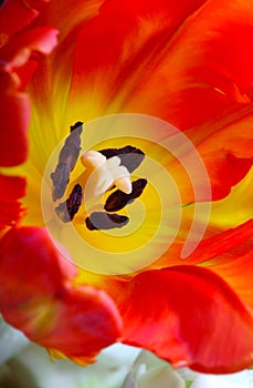 Detailed image of tulip