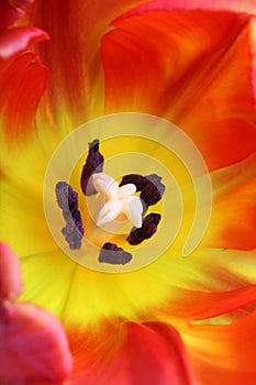 Detailed image of tulip