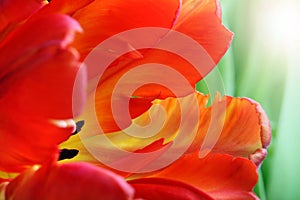 Detailed image of tulip