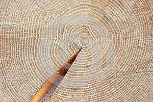 Detailed image of the year rings of a tree photo