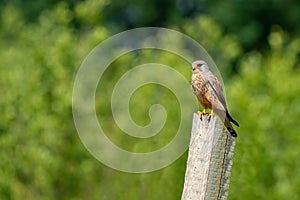 Detailed Kestrel, male, sits on the wooden pole, on a green background of leaves. The wild bird of prey European kestrel or