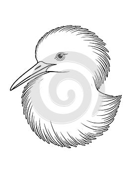 Detailed Kingfisher Bird Head Close Up Sketch for Coloring photo