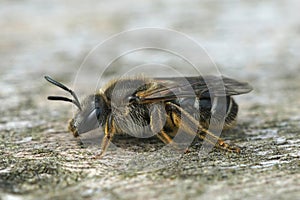 Detailed lateral closeup of a female of the White-zoned furrow bee, Lasioglossum leucozonium