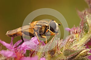 Detailed lateral closeup on the large tiger hoverfly, Helophilus trivittatus