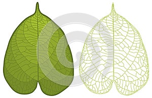 Detailed leaf