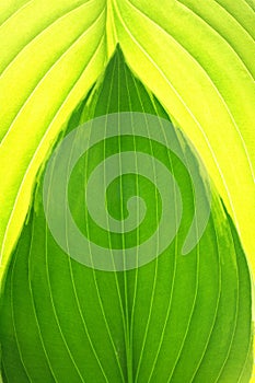 Detailed leaf abstract