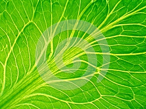 Detailed leaf of salad