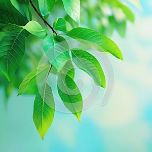 Detailed Leaf Veins Macro Photography