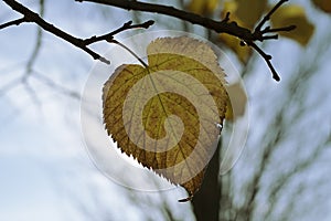 Detailed leave in autumn