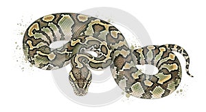 Realistic digital illustration of a coiled ball python snake on white background