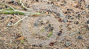 Detailed and lifelike image of a forest bottom with dry pine nee